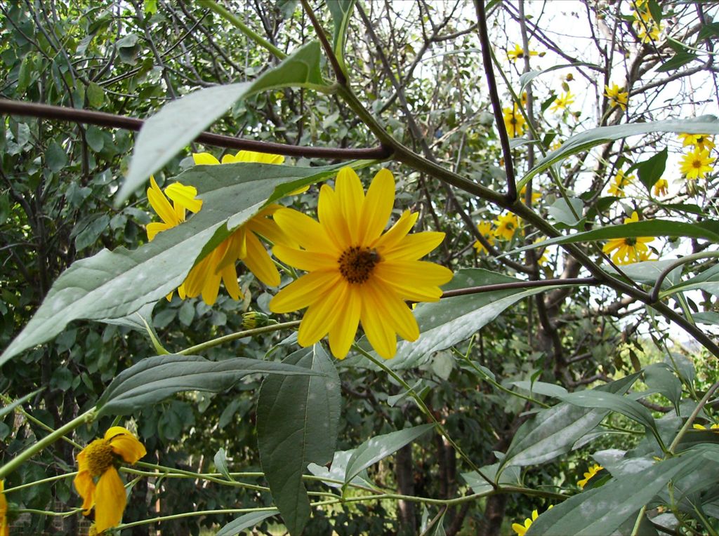 Helianthus tuberosus